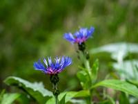 Auch die Berg-Flockenblumen blühen schon